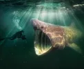 still van poster 'De wilde Noordzee'