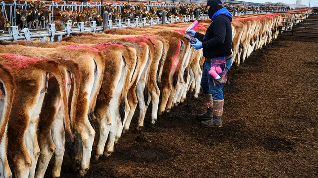 Kadir van Lohuizen / NOOR 
‘Food for thought’ 2021 - 2022

USA January 2023

Cows are being inseminated.

At TD Beef and Lodestar Calf ranch calves are raised for dairy, but mainly beef.
There are about 250,000 heads which probably makes it the biggest ranch in the US of not in the world.
TD Beef uses genetics where the animals need less feed and produce more meat. The race is a mix between Holstein and Angus.