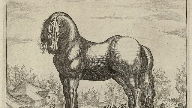 Historisch Fries paard