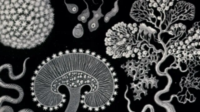 paradisolezingen 2021