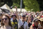 Pinkpop