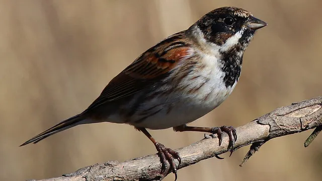 Vogelen - Toevallige gesprekken, deel 5