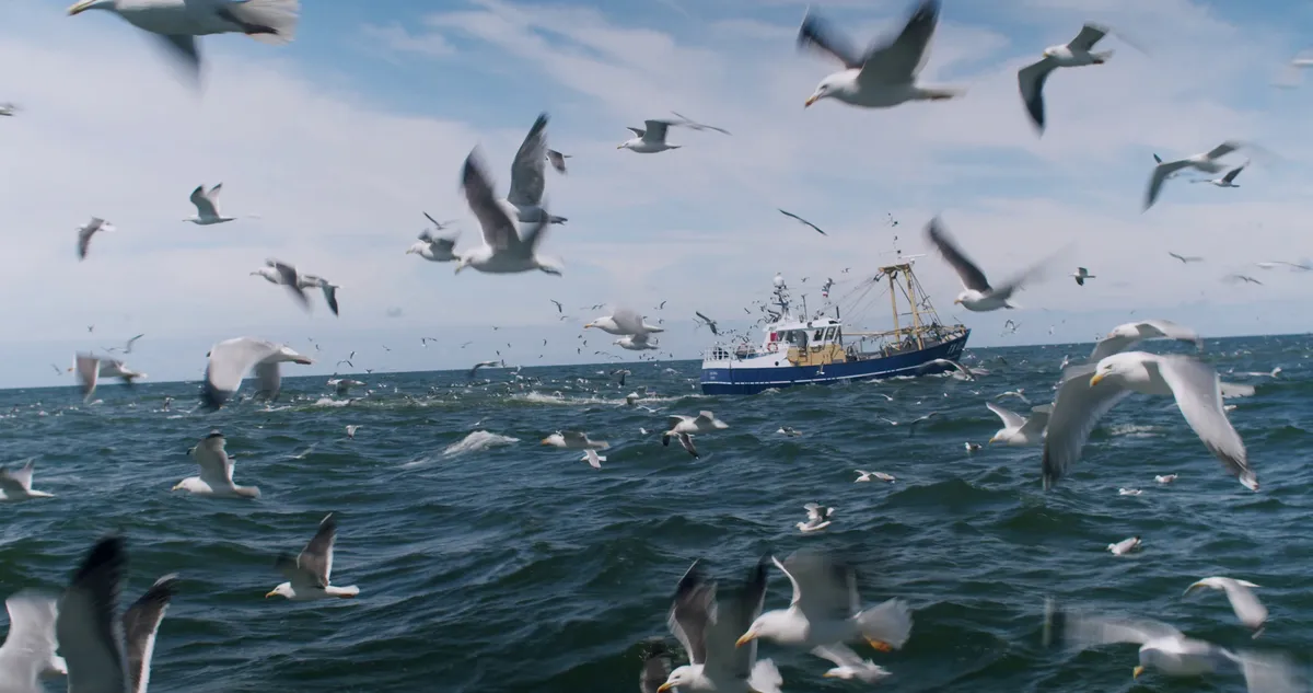 Bekijk de documentaire 'Meeuwen schreeuwen in het weekend' op npodoc.nl